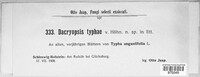 Dacryopsis typhae image